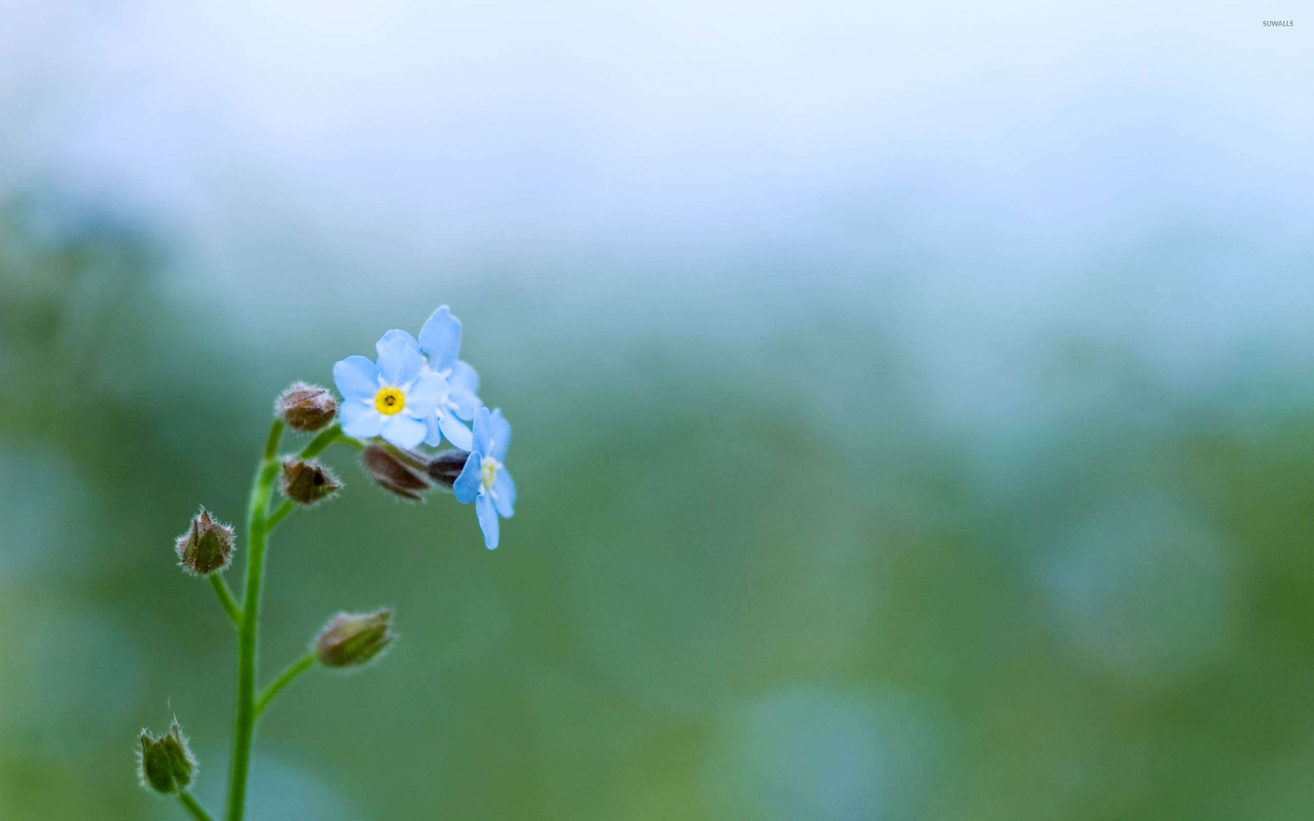 природа голубые цветы макро бесплатно