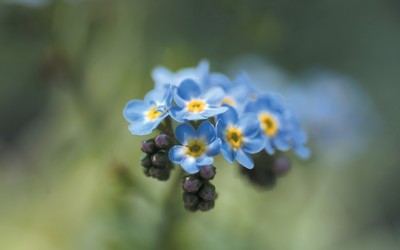 Forget-me-not [3] wallpaper