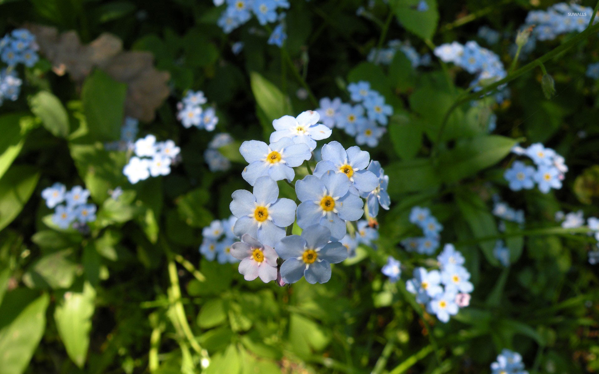 Forget-me-not [4] wallpaper - Flower wallpapers - #9986