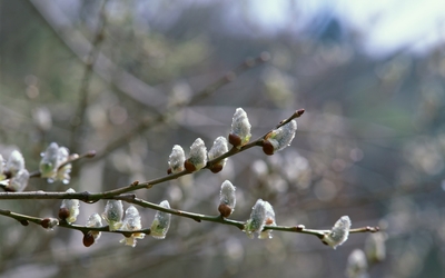 Frozen buds on a tree branch wallpaper