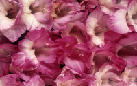 Gladiolus [3] wallpaper 2560x1600 jpg