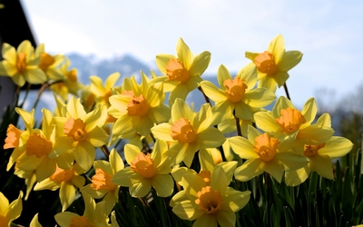 Golden daffodils in the garden wallpaper