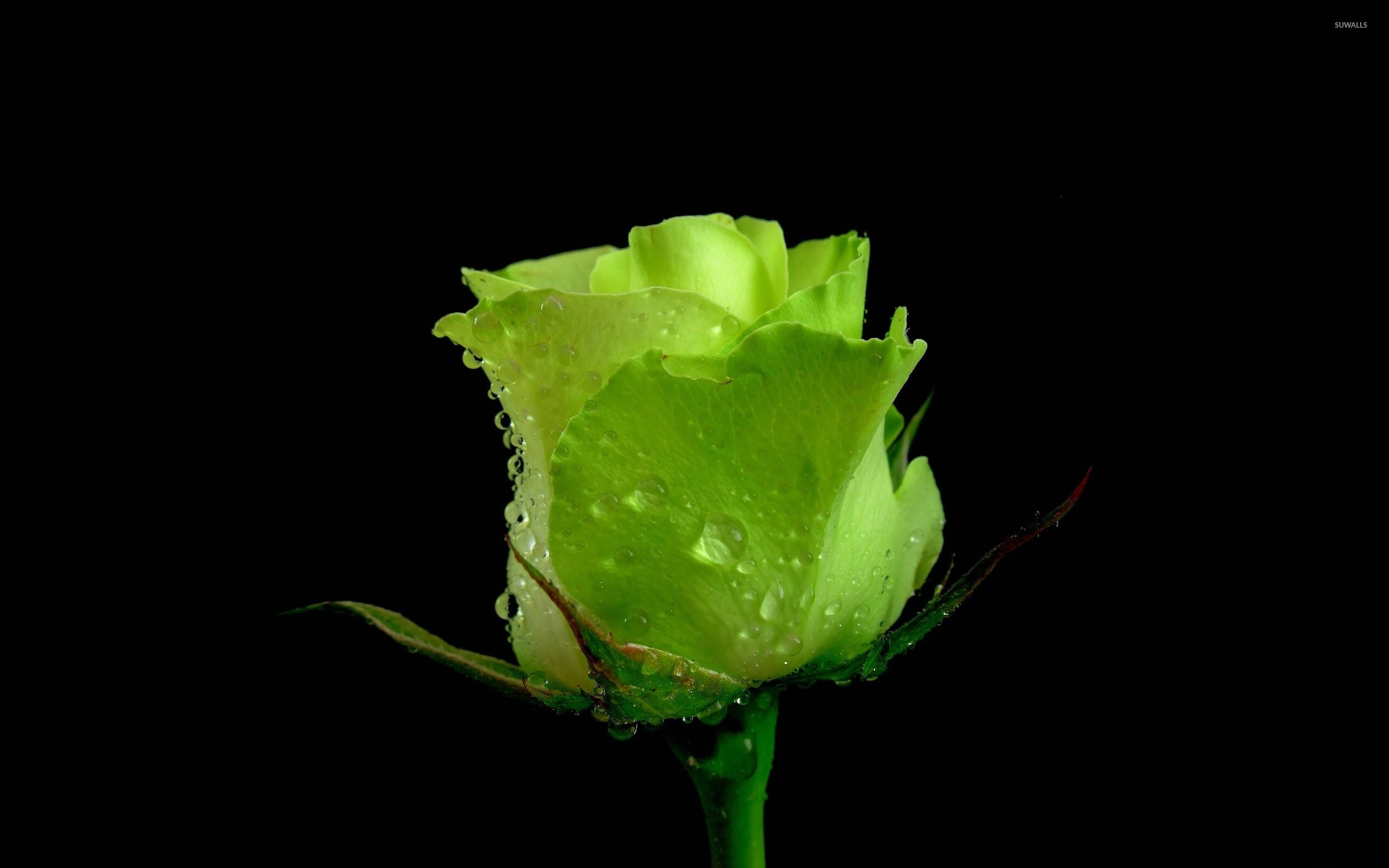 Green Rose Flowers Wallpapers