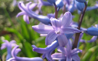 Hyacinth [2] wallpaper 2560x1600 jpg