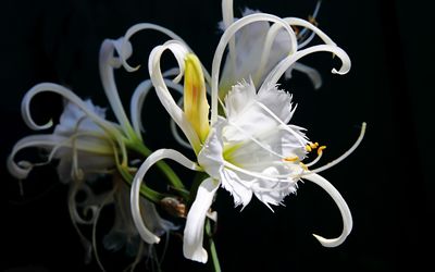 Interesting white lily wallpaper