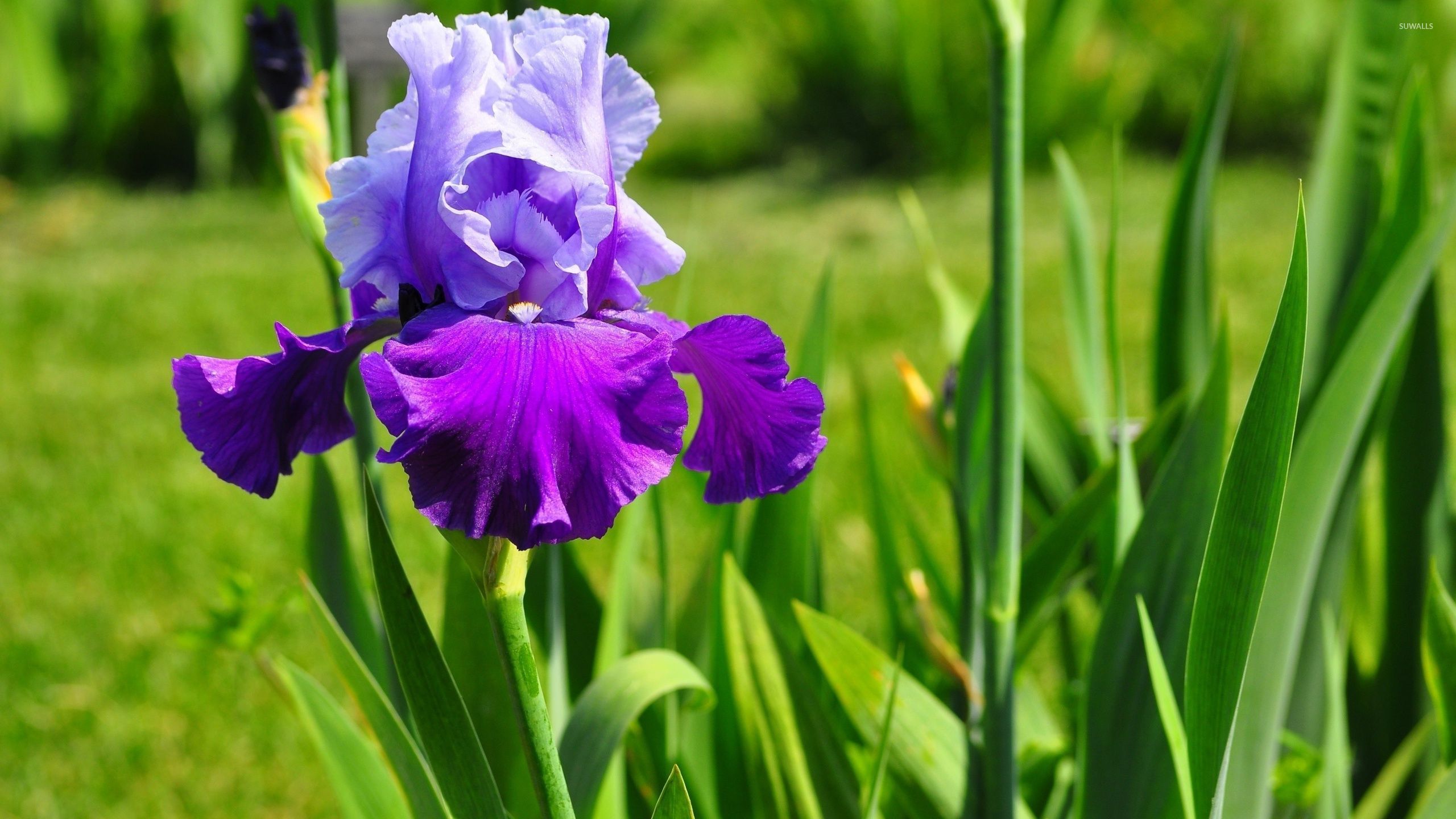 Download Iris wallpapers for mobile phone free Iris HD pictures