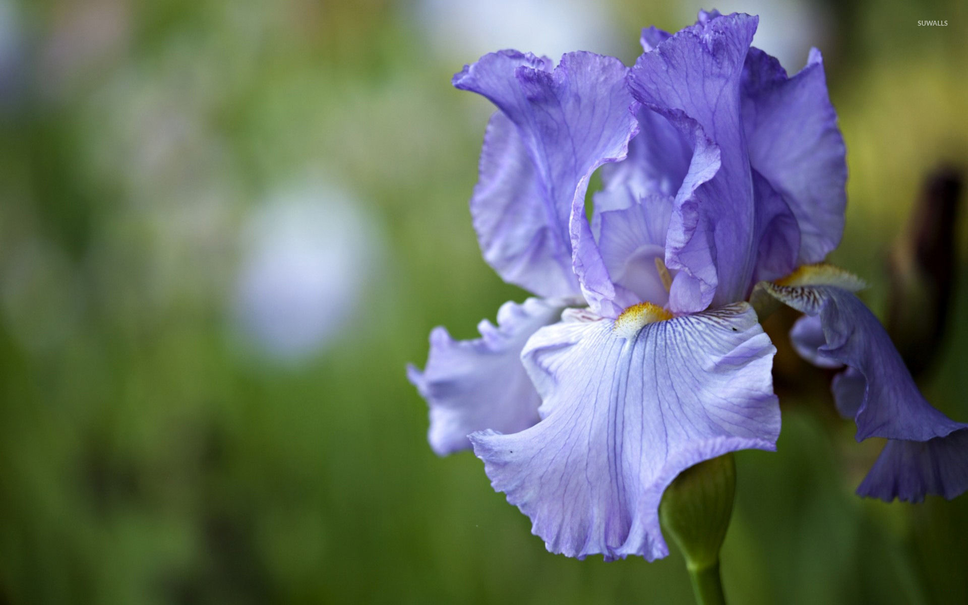 Iris Wallpaper • Floral Botanical Wallpaper • Milton & King USA