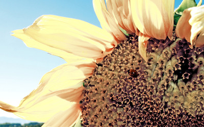 Ladybug on a sunflower wallpaper