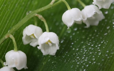Lily of the valley [4] wallpaper