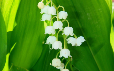Lily of the valley [6] wallpaper