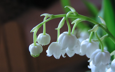 Lily of the valley [2] wallpaper