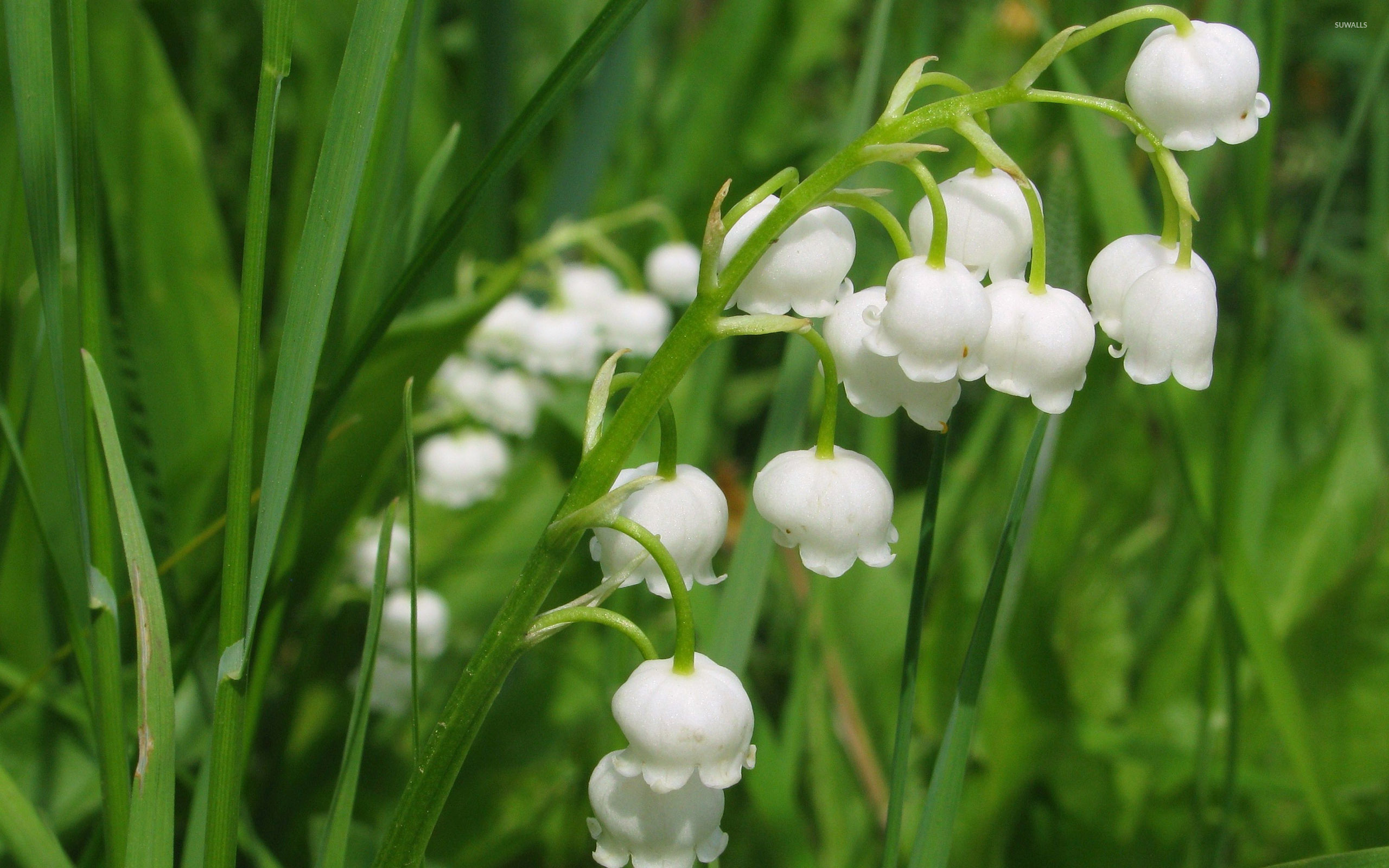Lily of the valley [10] wallpaper