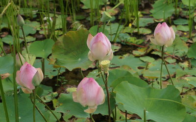 Lotus buds wallpaper