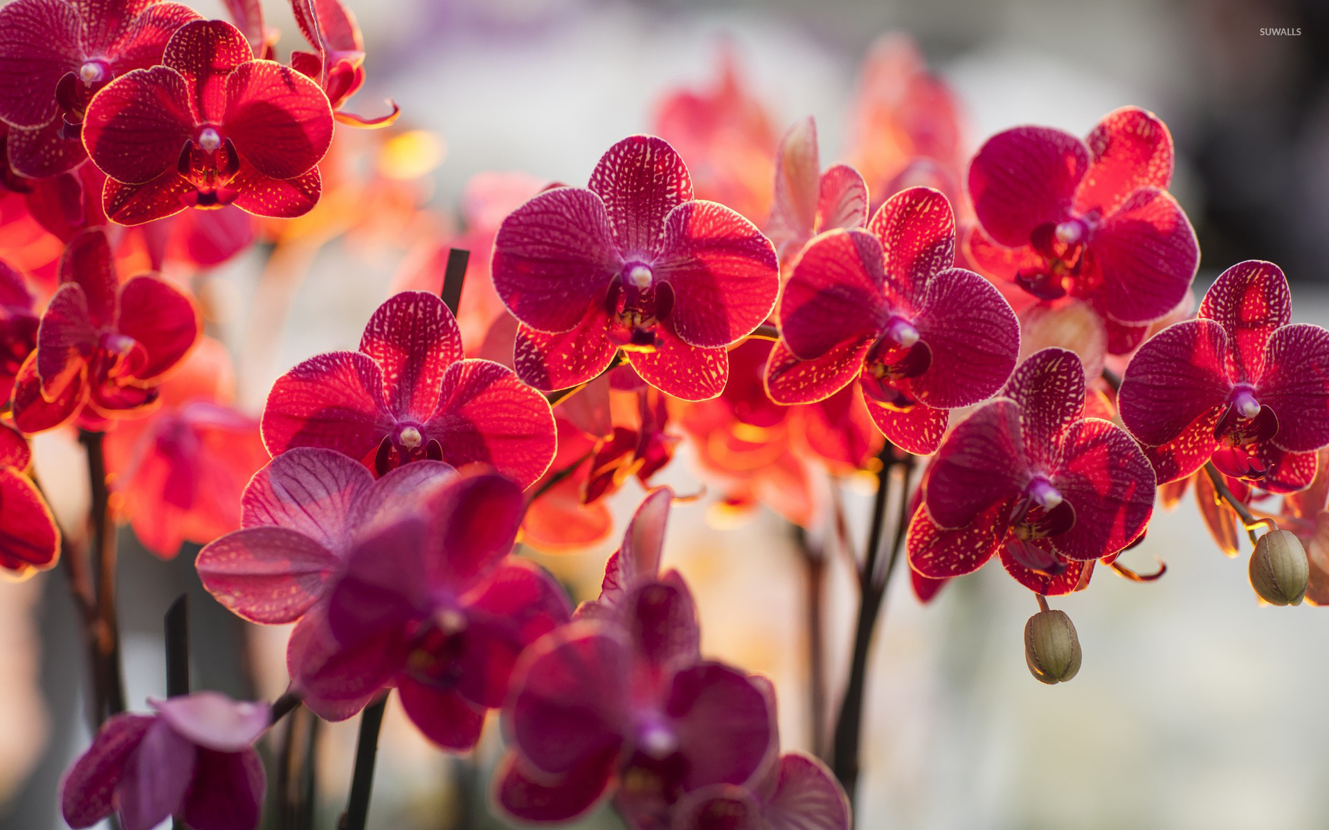 Orchids wallpaper