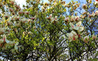 Magnolia blossoms wallpaper