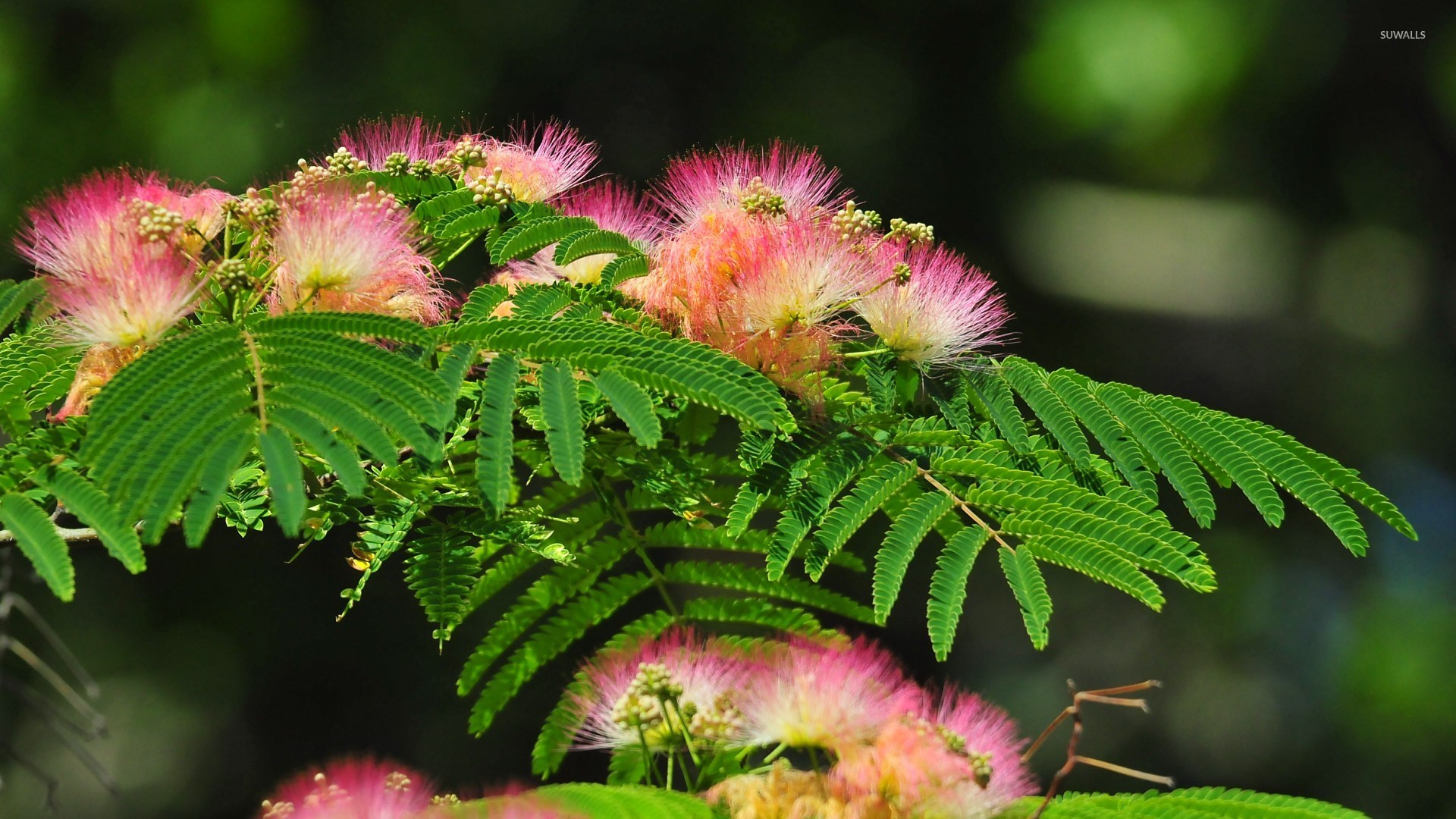 Mimosa wallpaper - Flower wallpapers - #11380