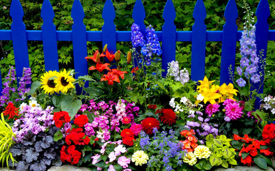 Multicolored summer flowers wallpaper