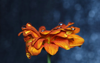Orange daisy wallpaper 2560x1600 jpg