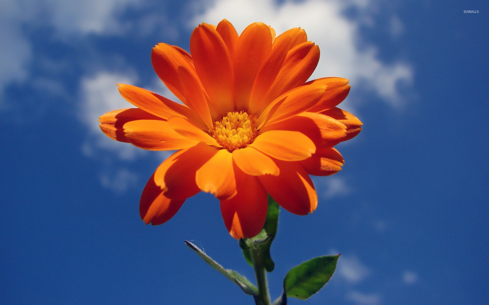 94 Wallpaper Orange Flower - MyWeb