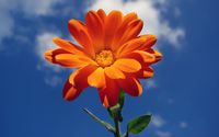 Orange flower in the sky wallpaper 1920x1200 jpg
