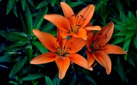Orange lilies [3] wallpaper 2560x1600 jpg