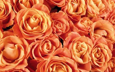Orange roses wallpaper