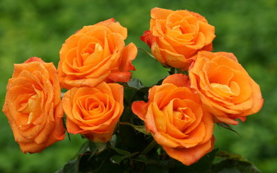 Orange Roses wallpaper