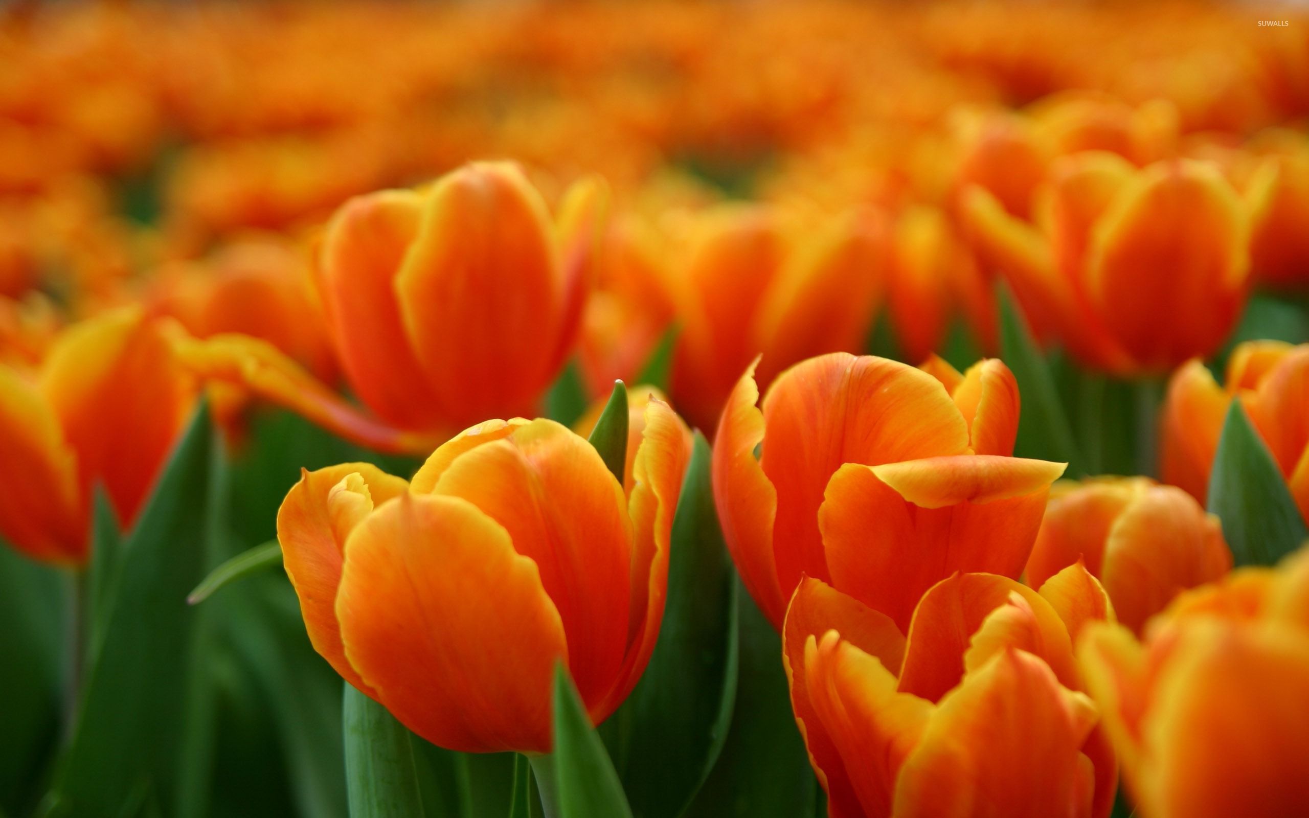 Orange Tulips Desktop Wallpaper At Frank Ray Blog
