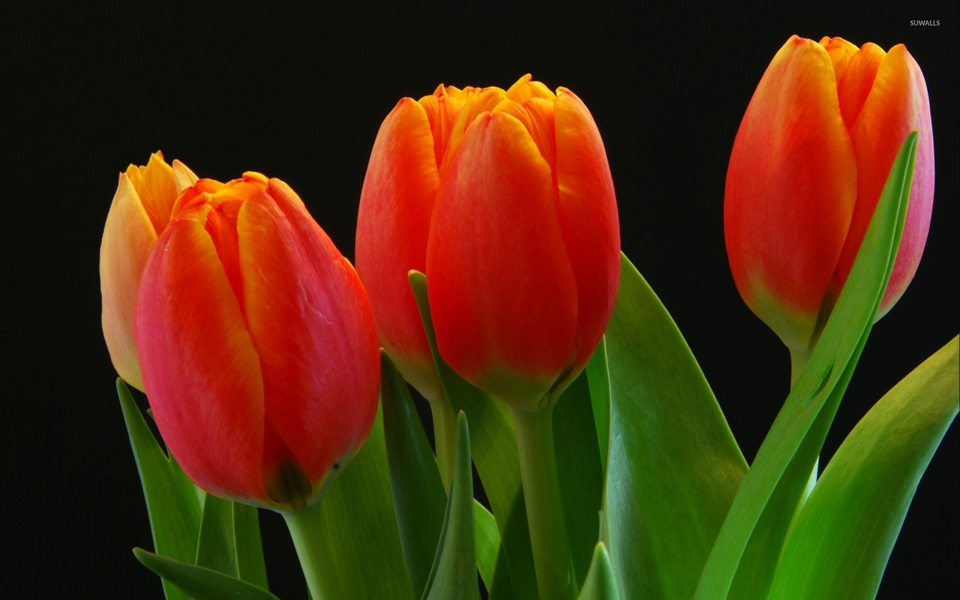 Tulips Orange Wallpapers 59 800 Orange Tulips Stock Photos Pictures