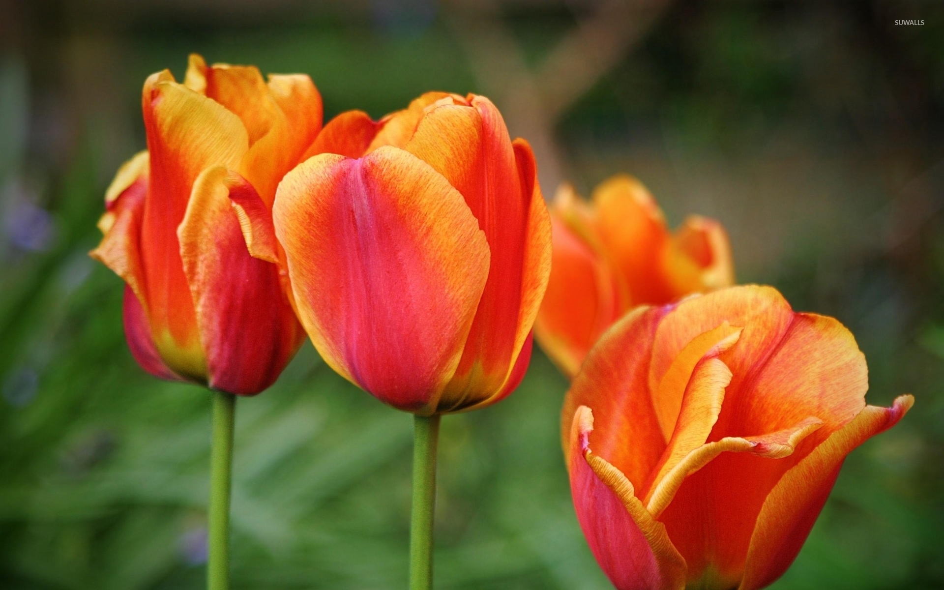 Orange Tulips 6 Wallpaper Flower Wallpapers 40180