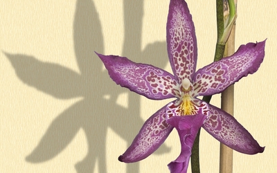 Orchid [5] wallpaper