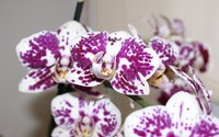 Orchid [2] wallpaper 2560x1600 jpg