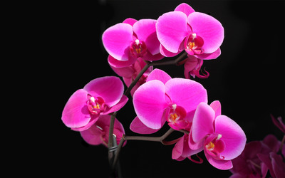 Orchids wallpaper