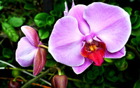 Orchids [5] wallpaper 2560x1600 jpg