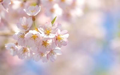 Pale pink cherry blossoms wallpaper
