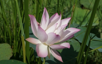 Pale pink lotus above the water wallpaper