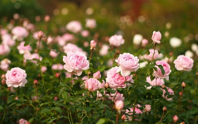 Pale pink roses wallpaper