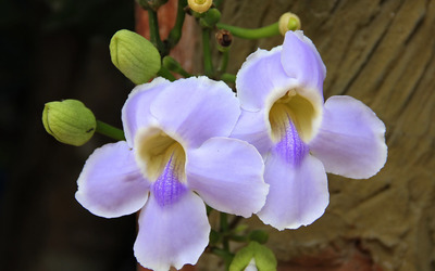Pale purple orchids wallpaper