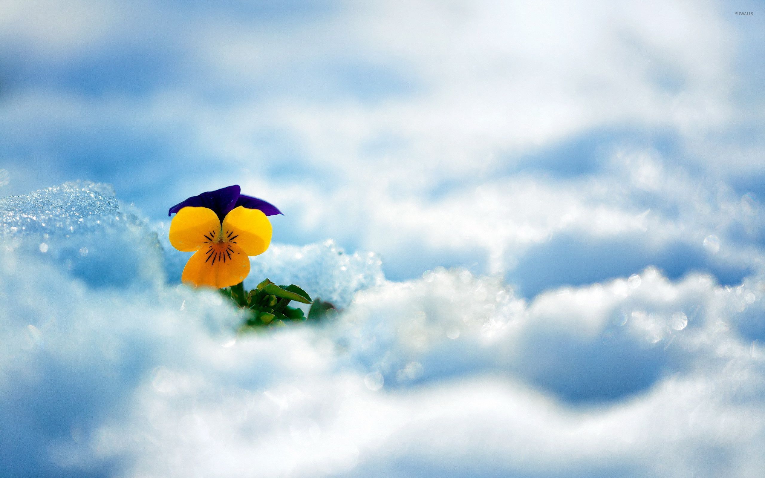 Pansy In The Snow Wallpaper Flower Wallpapers 28754