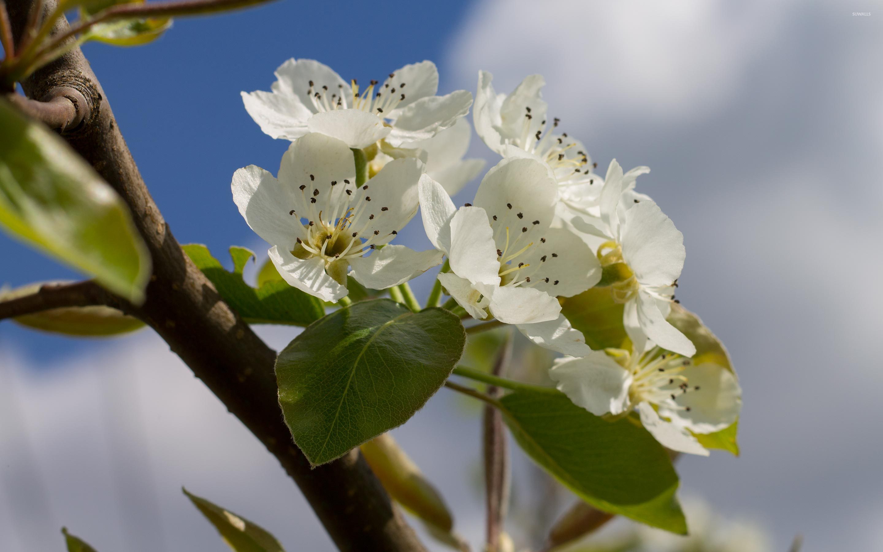 Pear blossoms in the sunshine wallpaper - Flower wallpapers - #51190
