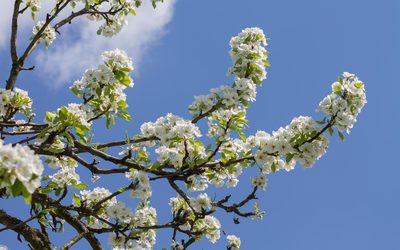 Pear branches full of flowers Wallpaper