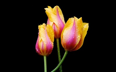 Pink and golden tulips with water drops wallpaper