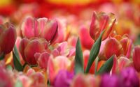 Pink and orange tulips wallpaper 1920x1200 jpg