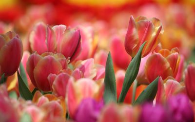 Pink and orange tulips wallpaper
