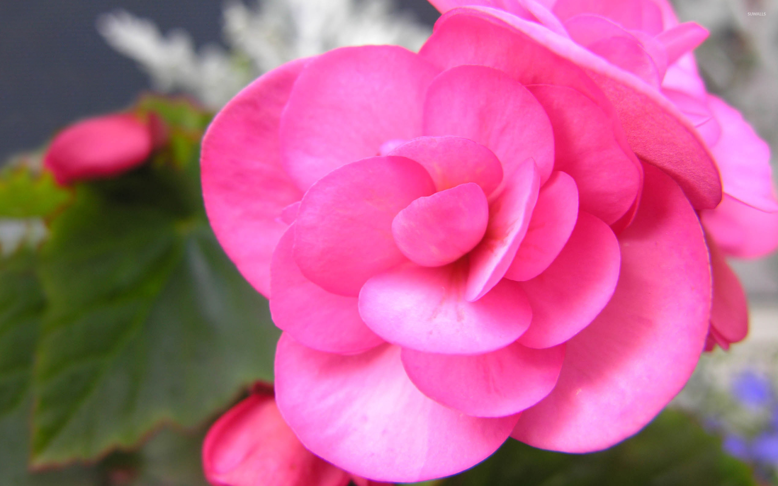 Pink Begonia wallpaper - Flower wallpapers - #3971