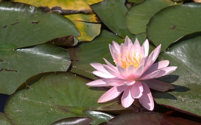 Pink blossomed water lily Wallpaper