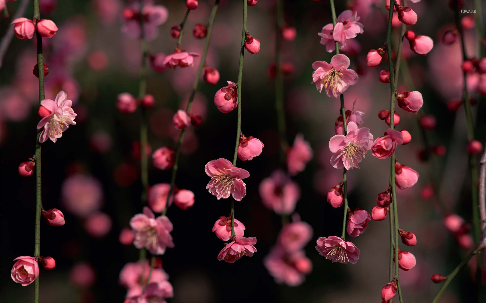 Fashion Wallpaper Pink Flowers Aesthetics Cherry Blossom Tree Stock  Photo Picture And Royalty Free Image Image 150122150