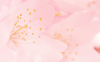 Pink blossoms [5] wallpaper 1920x1200 jpg