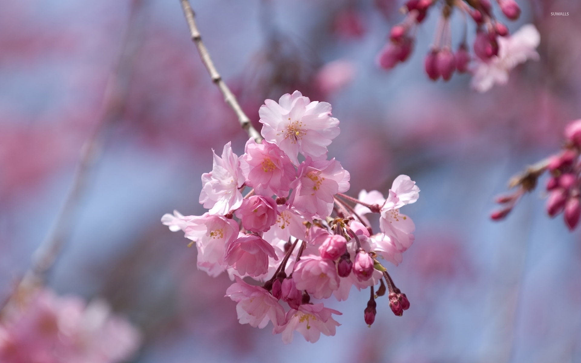 Pink cherry blossoms in a spring tree wallpaper - Flower wallpapers
