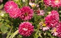 Pink Chrysanthemums in the garden wallpaper 3840x2160 jpg